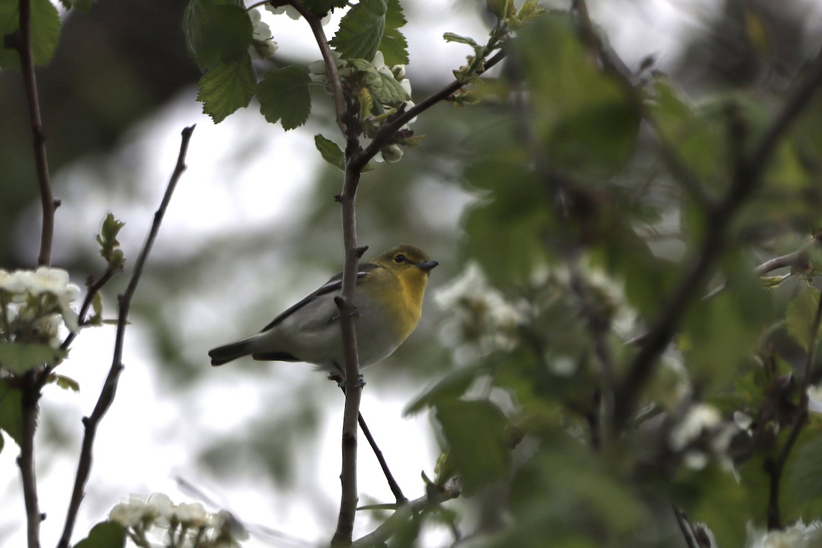 Yellow-throated Vireo - ML568116521