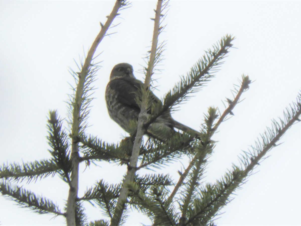 Sharp-shinned Hawk - ML568116801