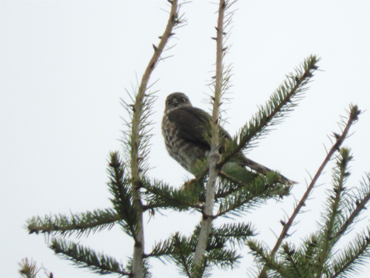 Sharp-shinned Hawk - ML568116811