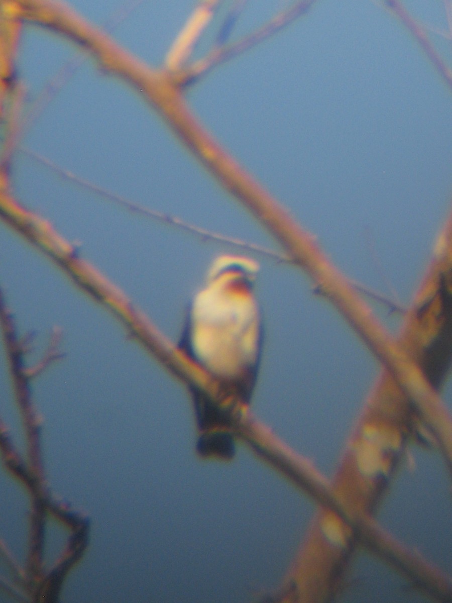 Collared Falconet - ML568118341