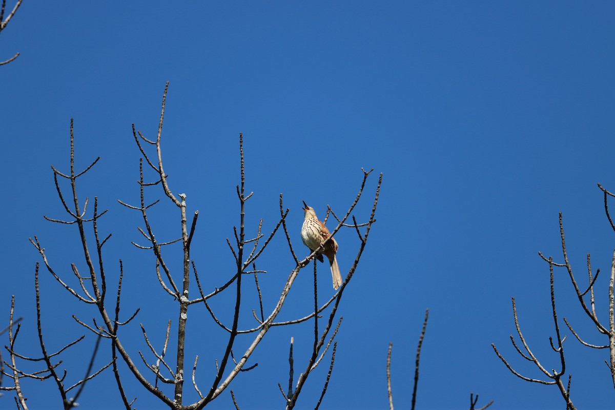 Brown Thrasher - ML568119811