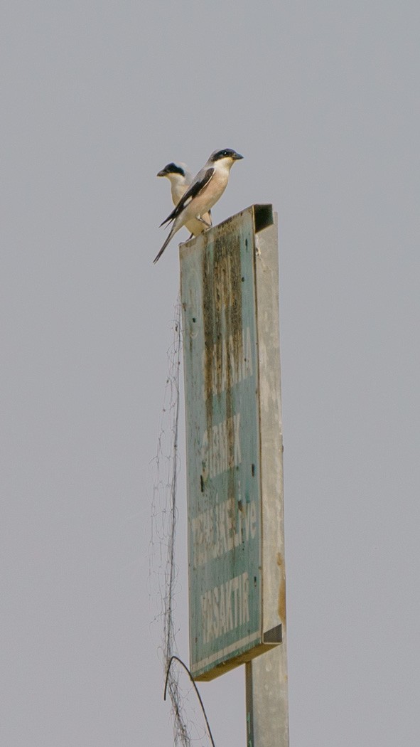 Lesser Gray Shrike - ML568120091