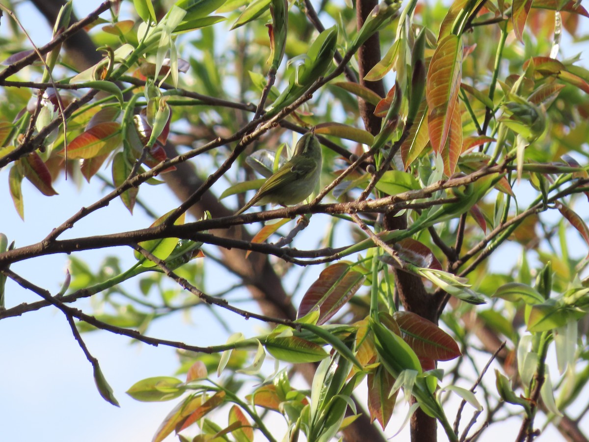 Davison's Leaf Warbler - Mu-Ming Lin