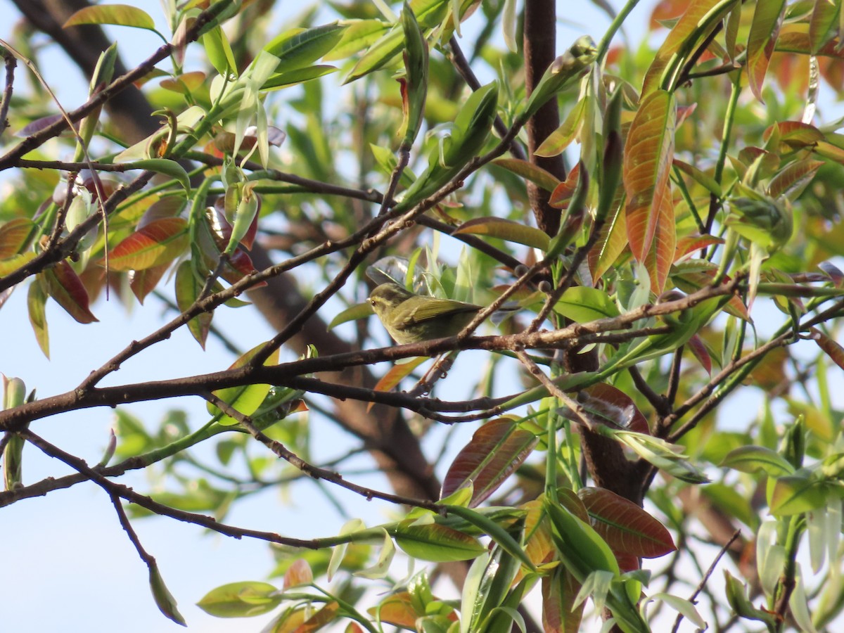 Davison's Leaf Warbler - Mu-Ming Lin