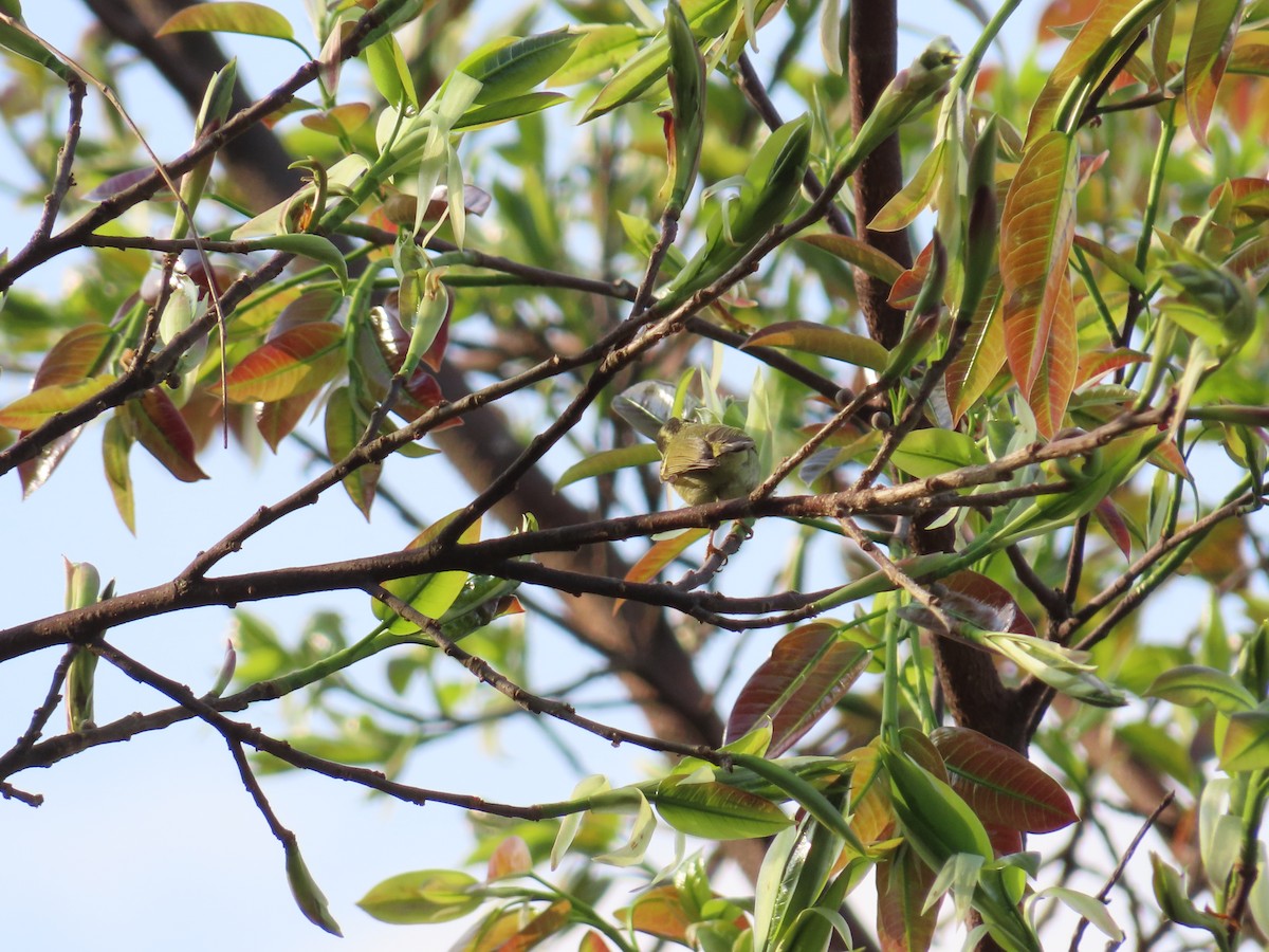 Davison's Leaf Warbler - Mu-Ming Lin