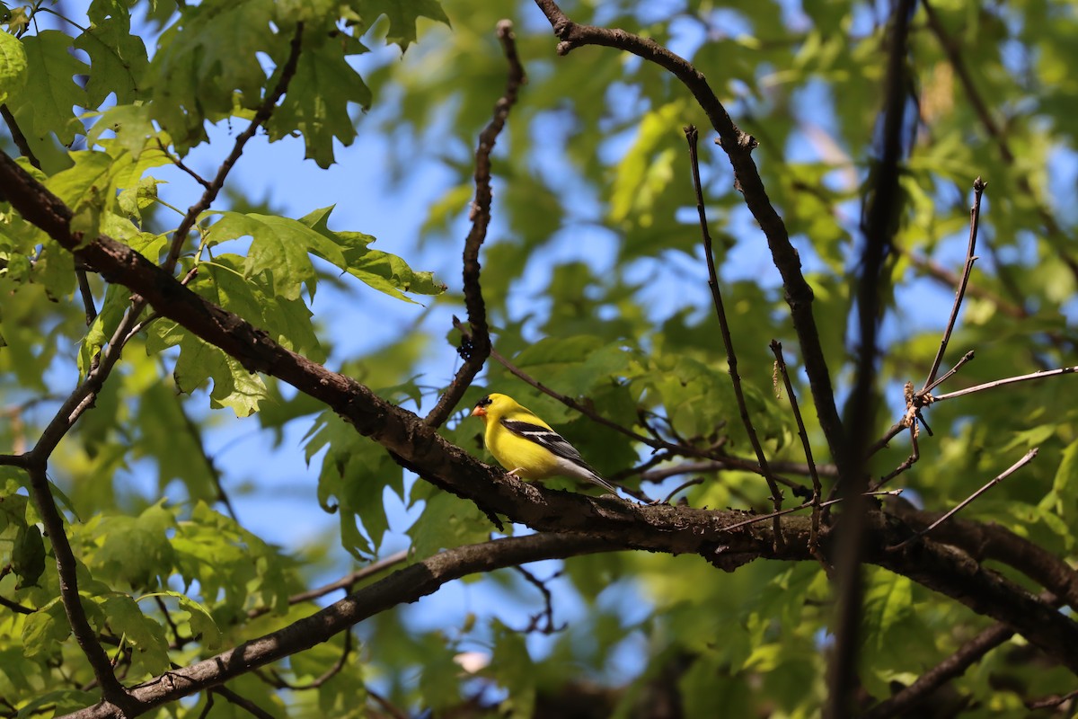 American Goldfinch - ML568120171