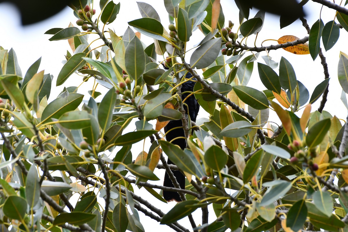 Pacific Koel - ML568120371