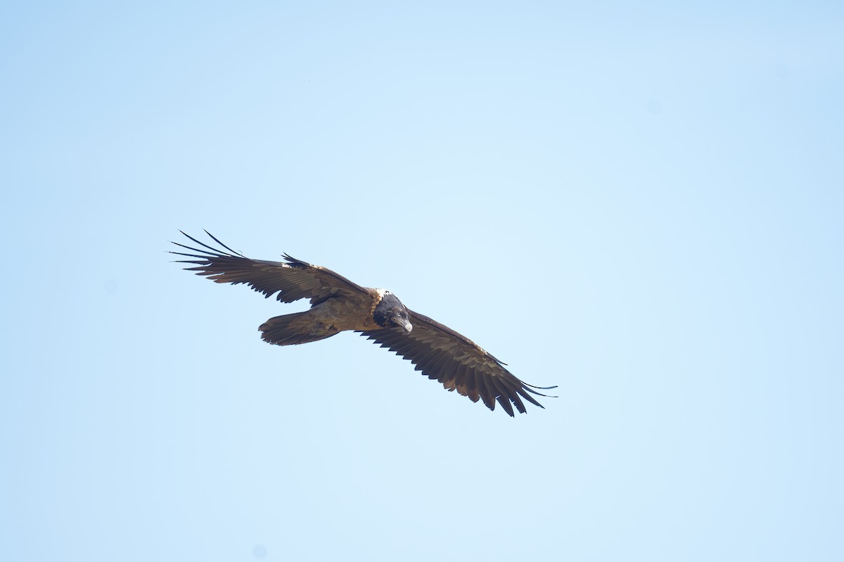 Bearded Vulture - ML568120421