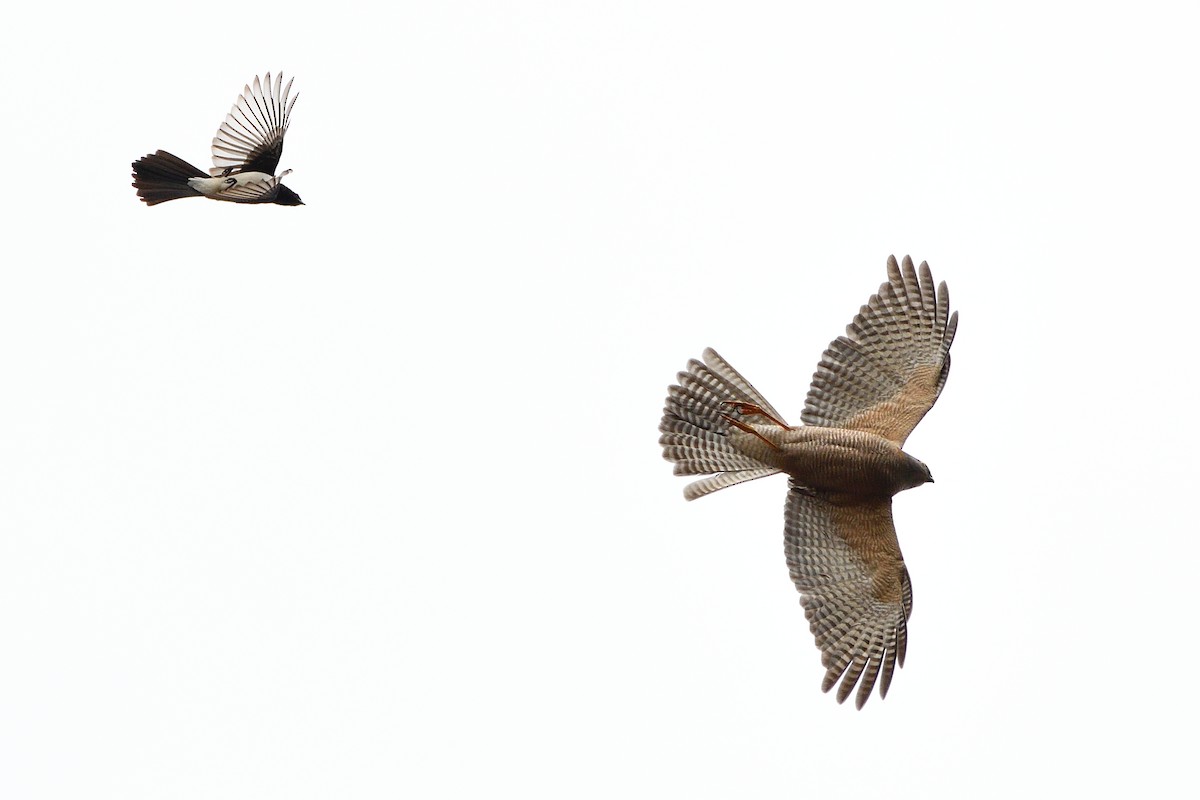 Collared Sparrowhawk - ML568121291