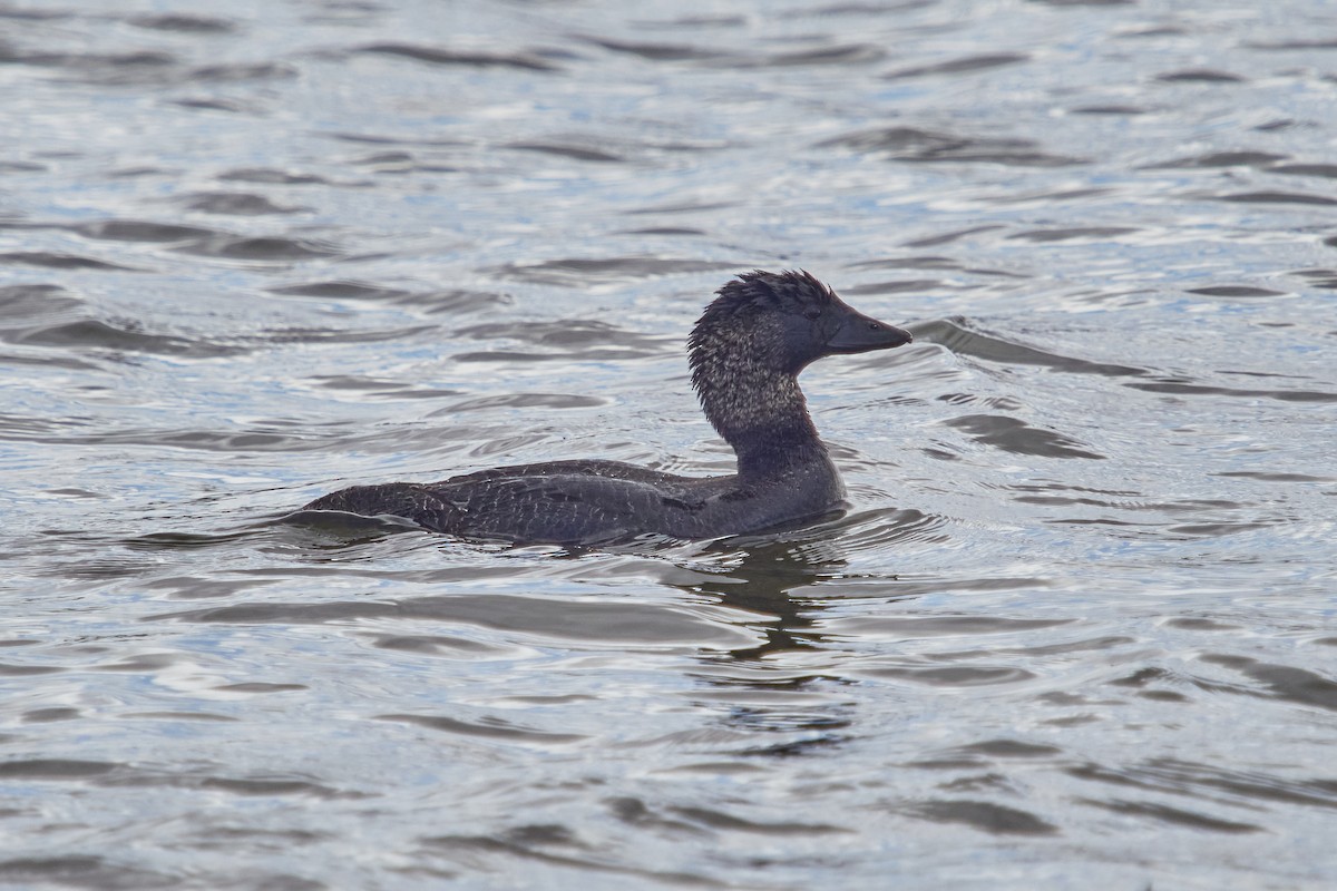 Musk Duck - ML568121471