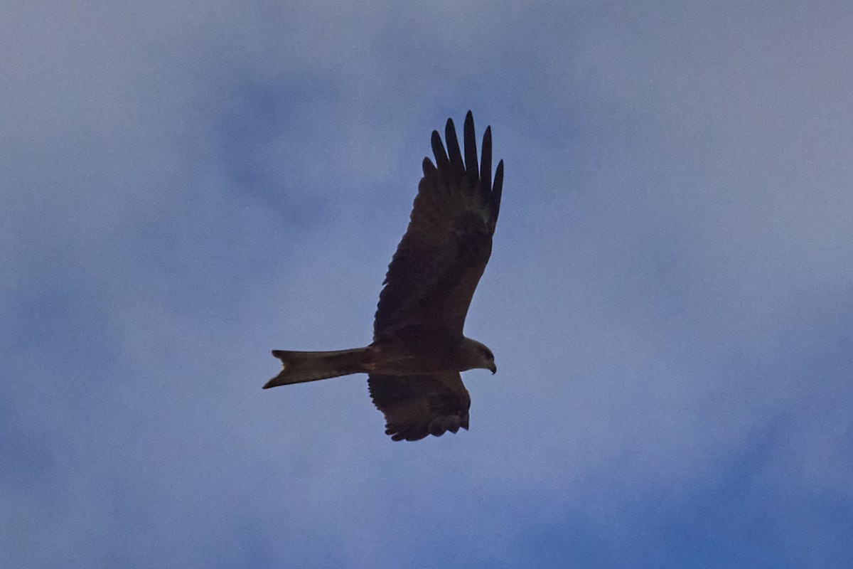 Black Kite - ML568121481