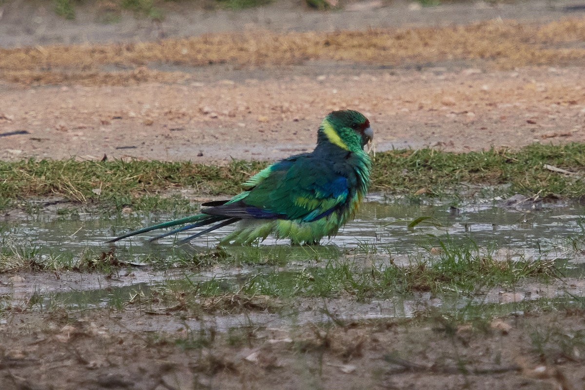 Australian Ringneck - ML568121491