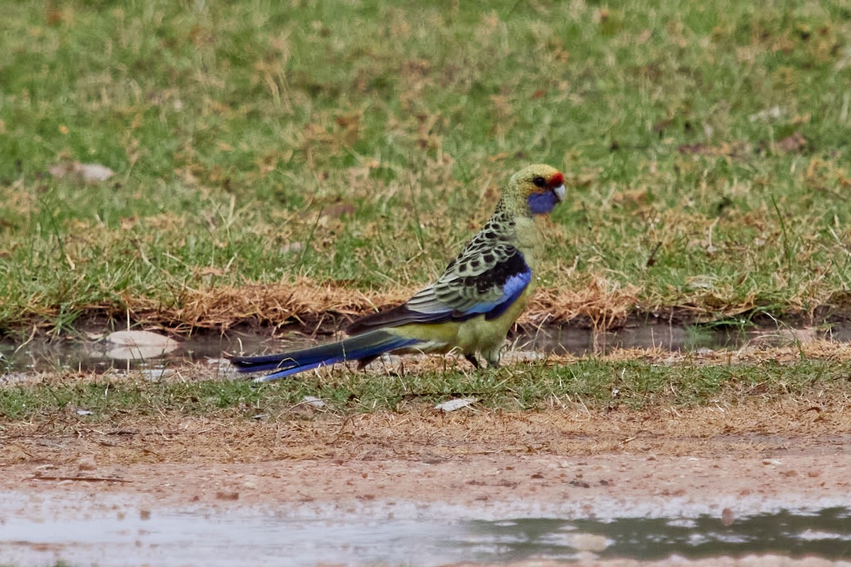 Crimson Rosella - Lindsay Popple