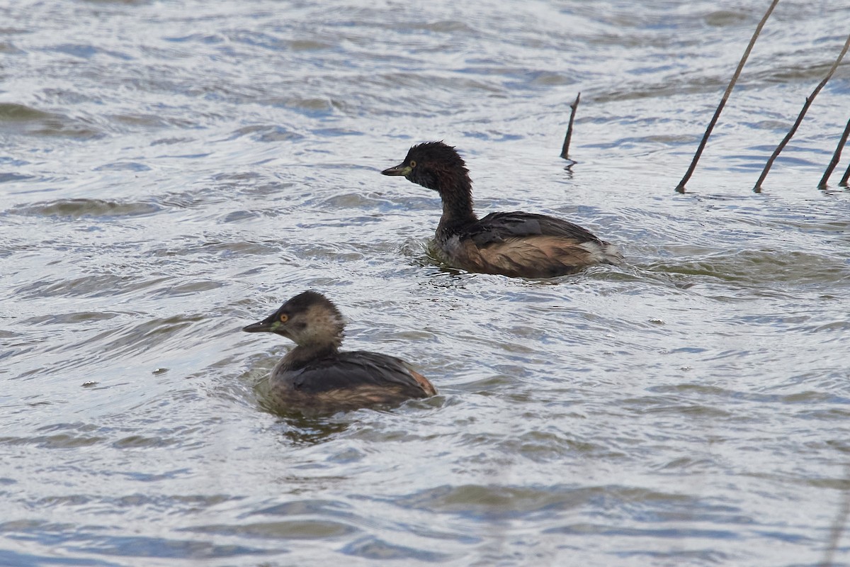 Australasian Grebe - ML568121511