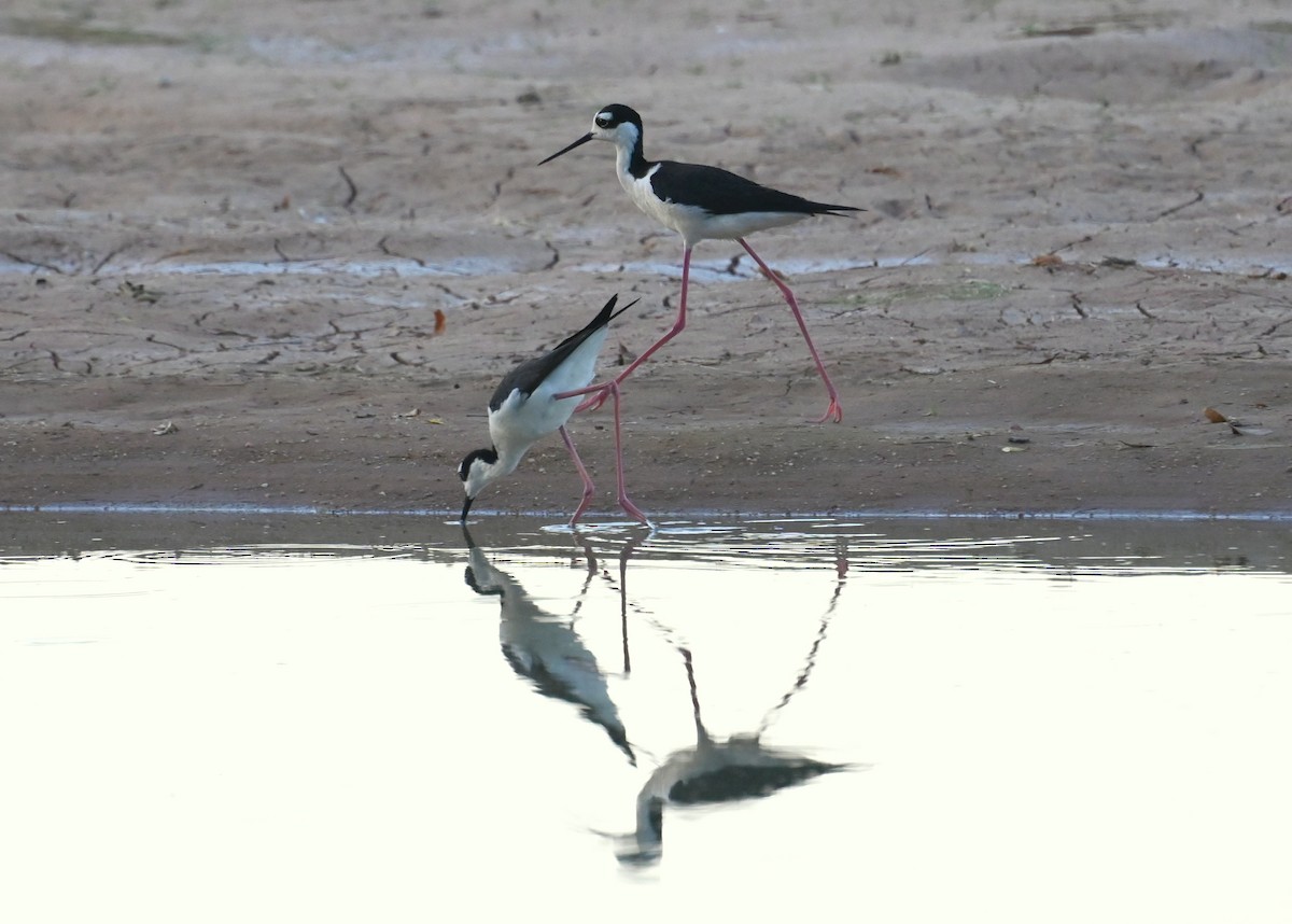 Black-necked Stilt - ML568121921