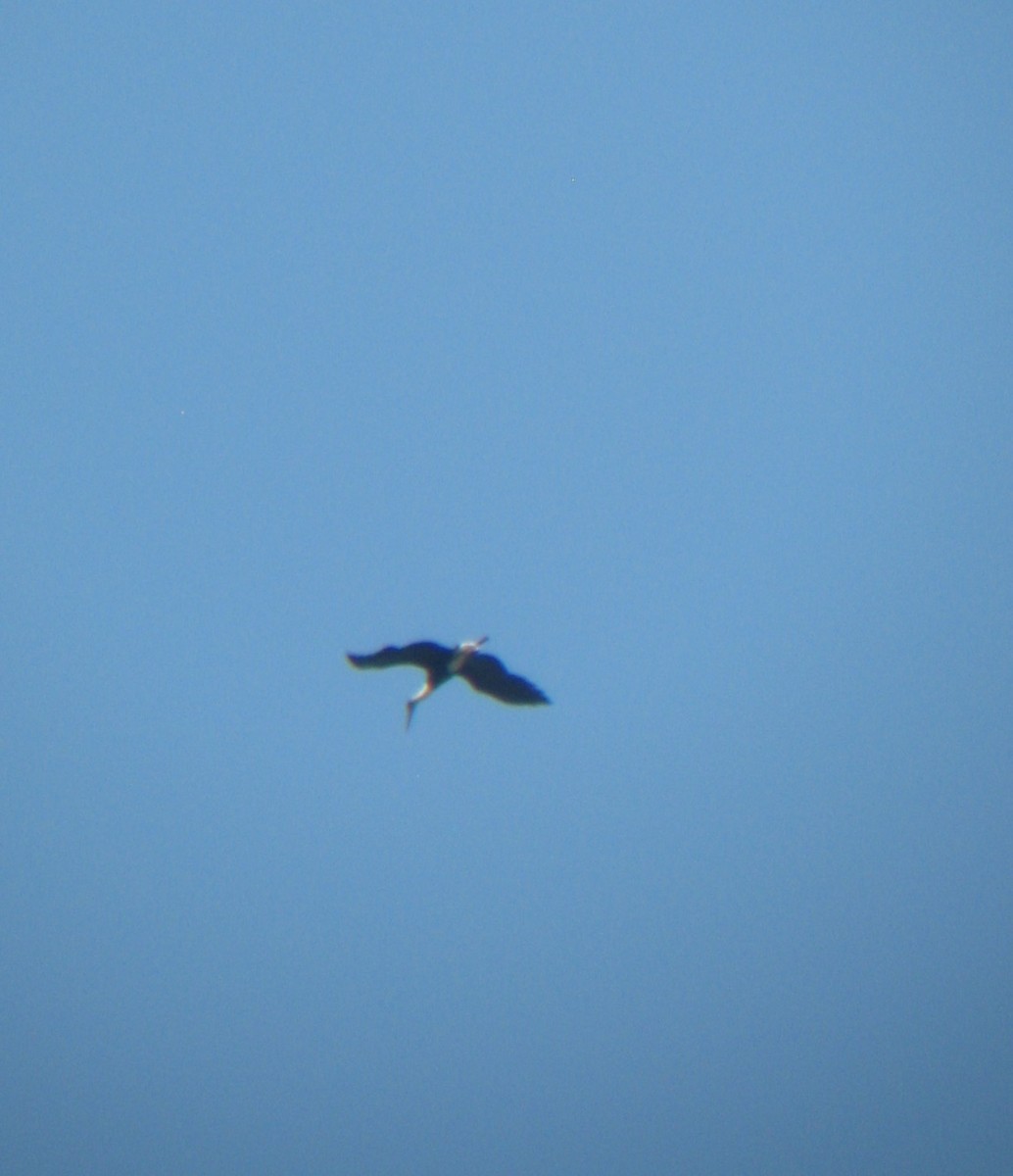 Asian Woolly-necked Stork - ML568122051