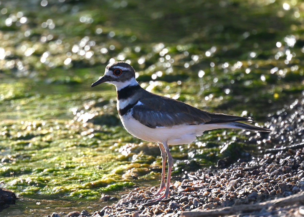 Killdeer - ML568122081