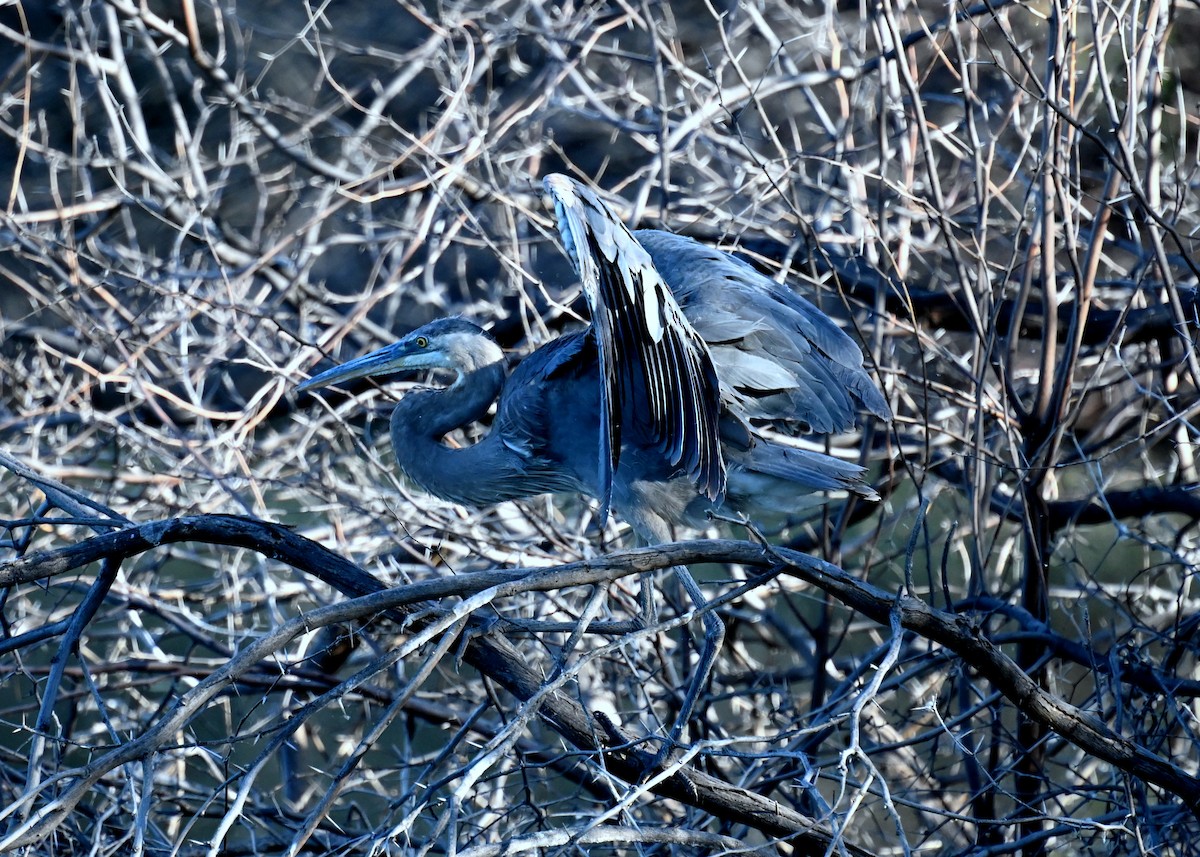 Great Blue Heron - Donald Davis