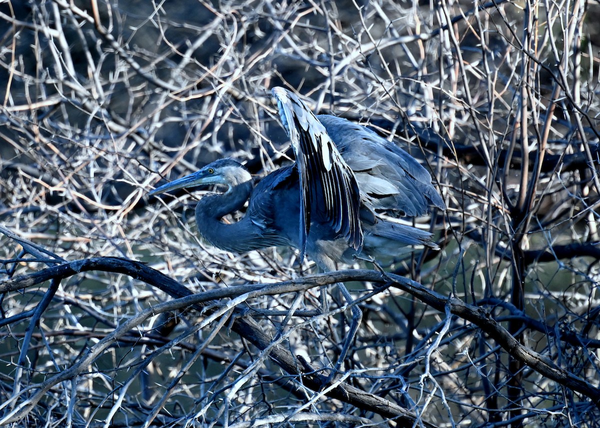 Garza Azulada - ML568122191