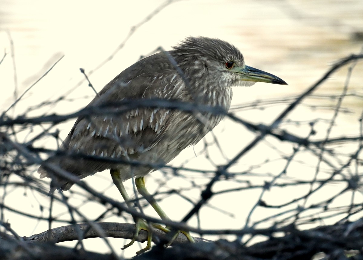 Black-crowned Night Heron - Donald Davis