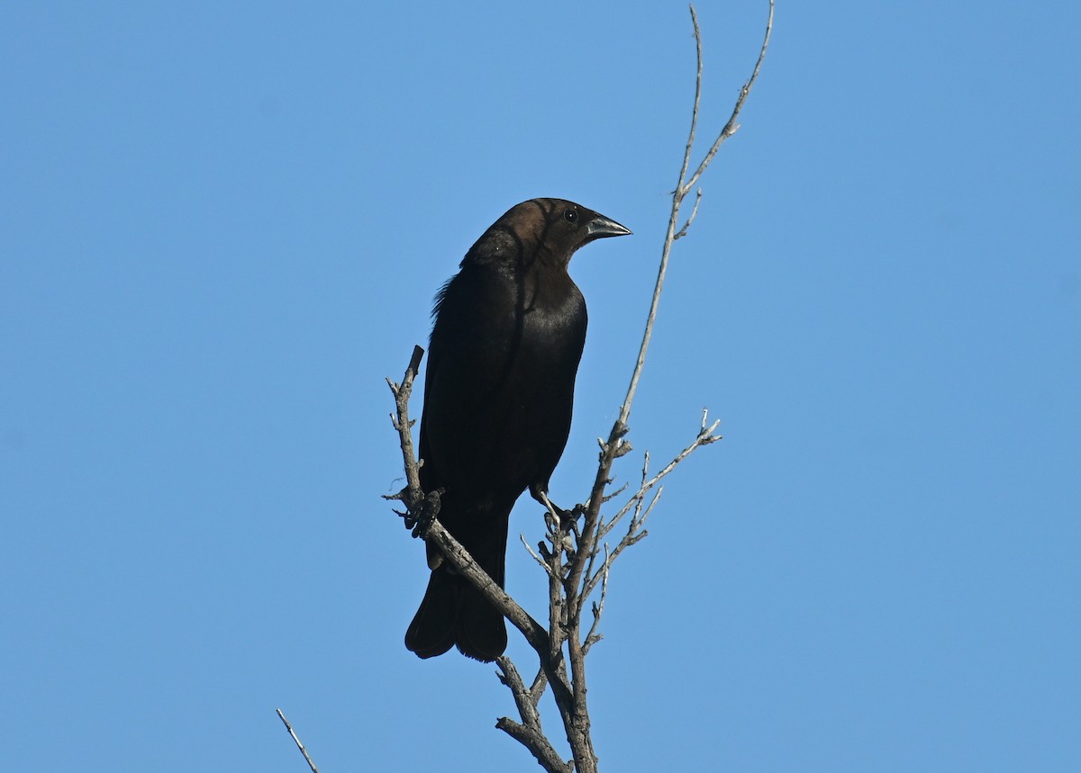 Brown-headed Cowbird - Donald Davis