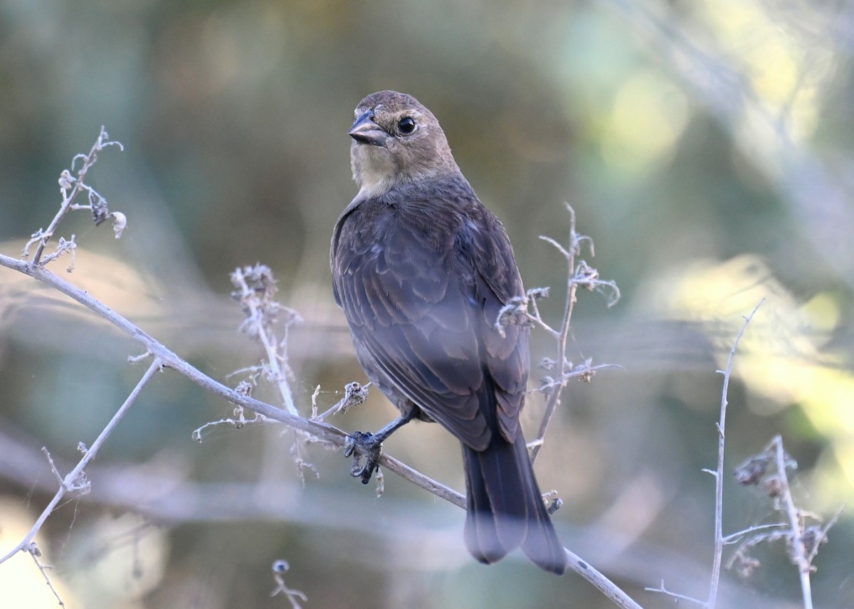 Brown-headed Cowbird - Donald Davis