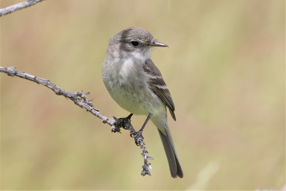 Gray Flycatcher - ML568122641