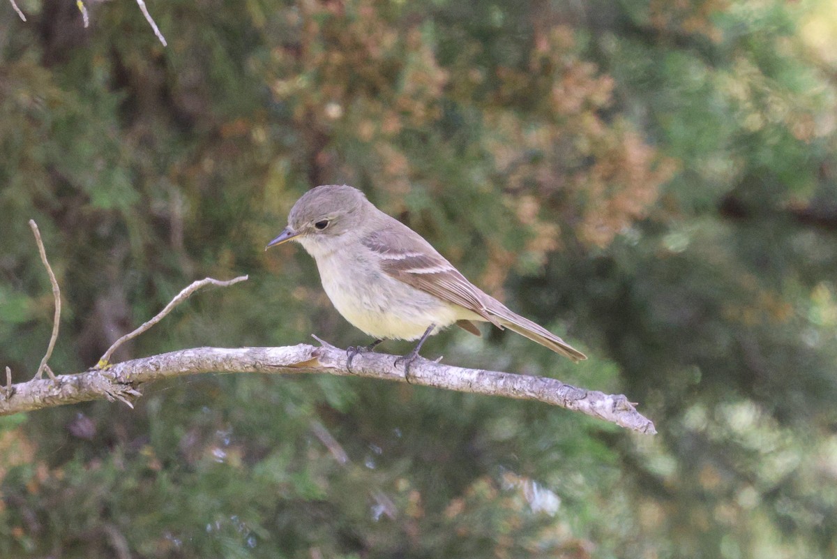 Gray Flycatcher - ML568122651