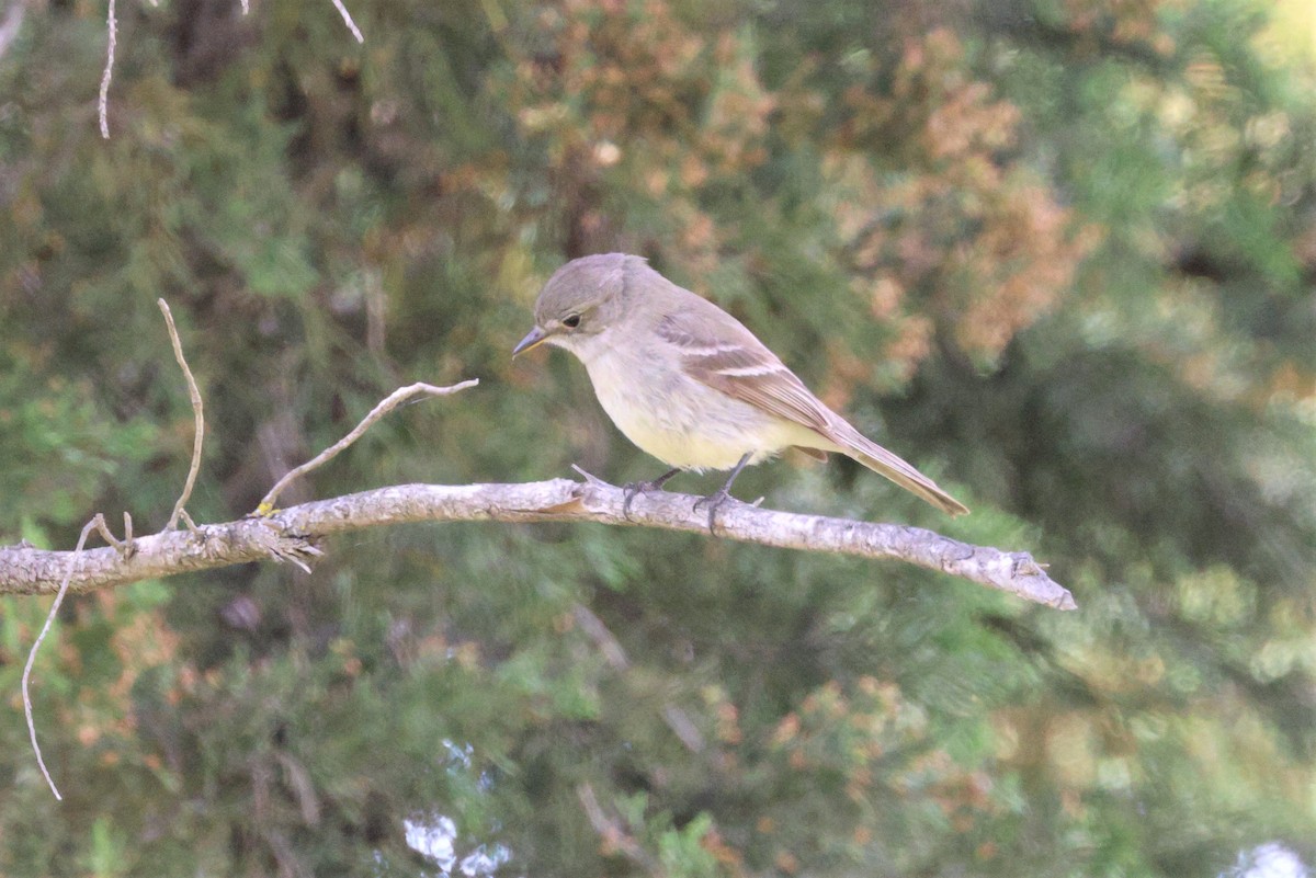 Gray Flycatcher - ML568122661