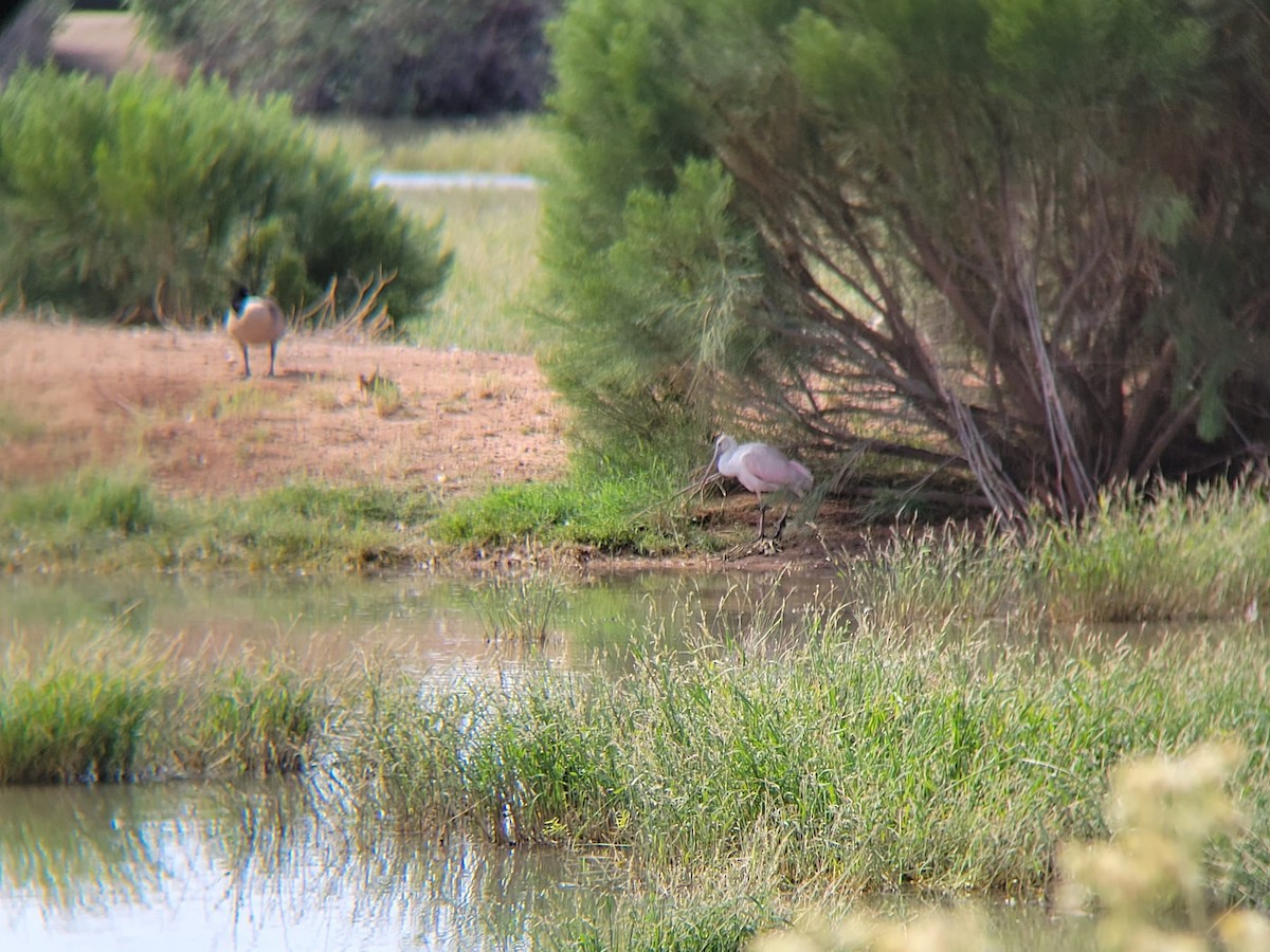 Roseate Spoonbill - ML568123931