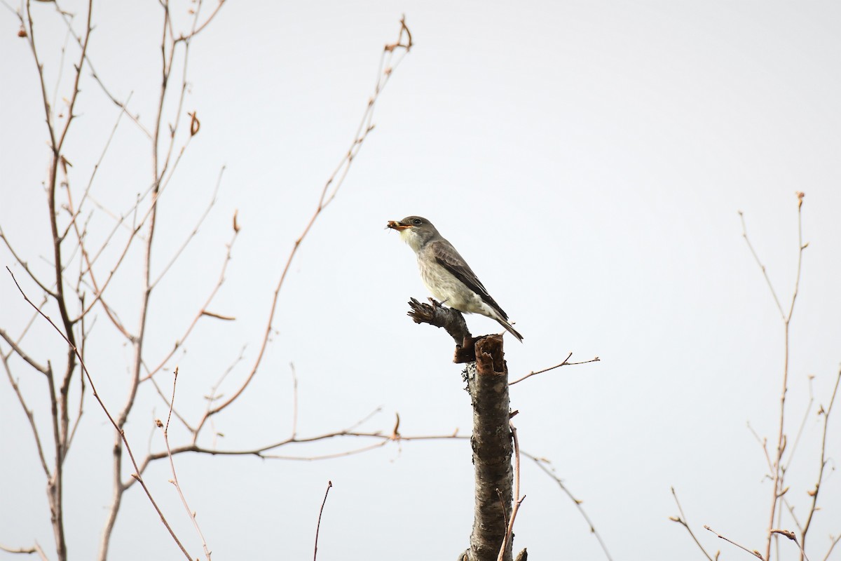 Olive-sided Flycatcher - ML568123951