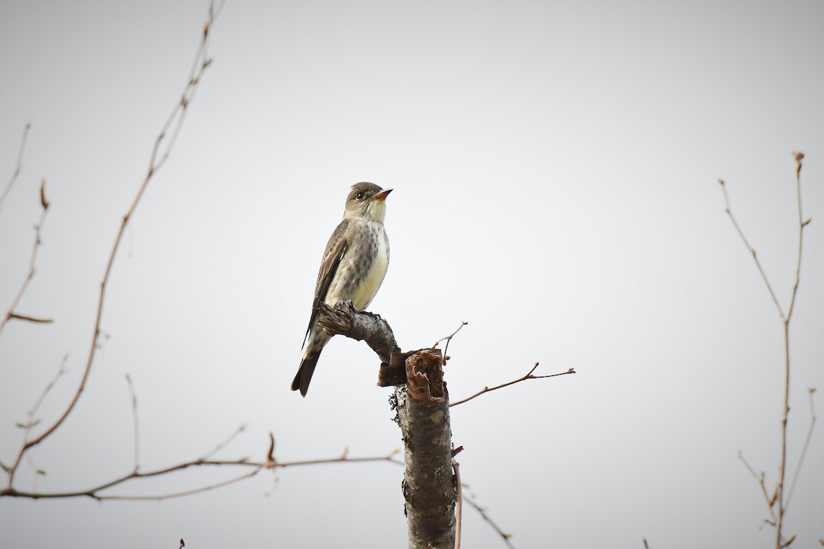 Olive-sided Flycatcher - ML568123961