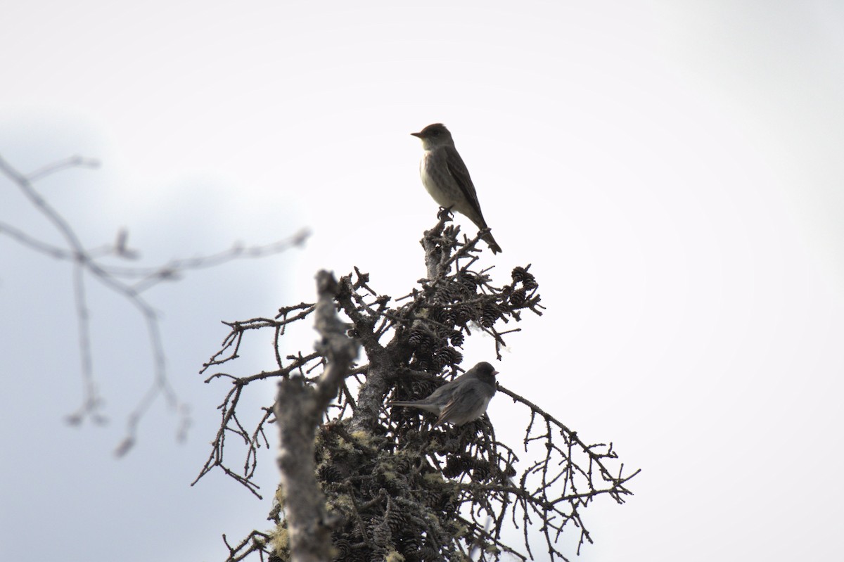 Olive-sided Flycatcher - ML568123971