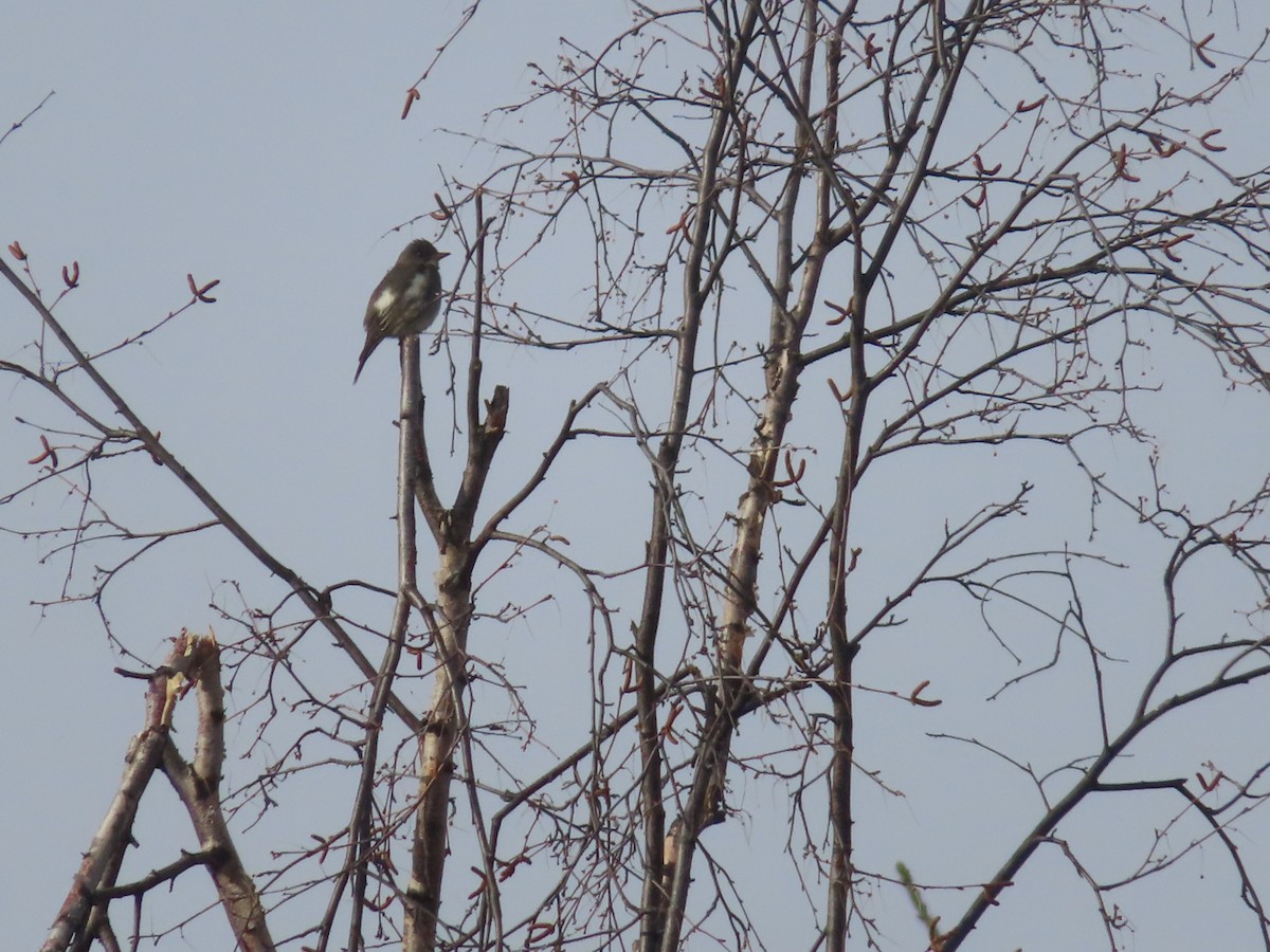 Olive-sided Flycatcher - ML568124761