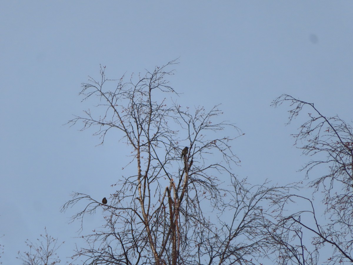 Olive-sided Flycatcher - ML568125501