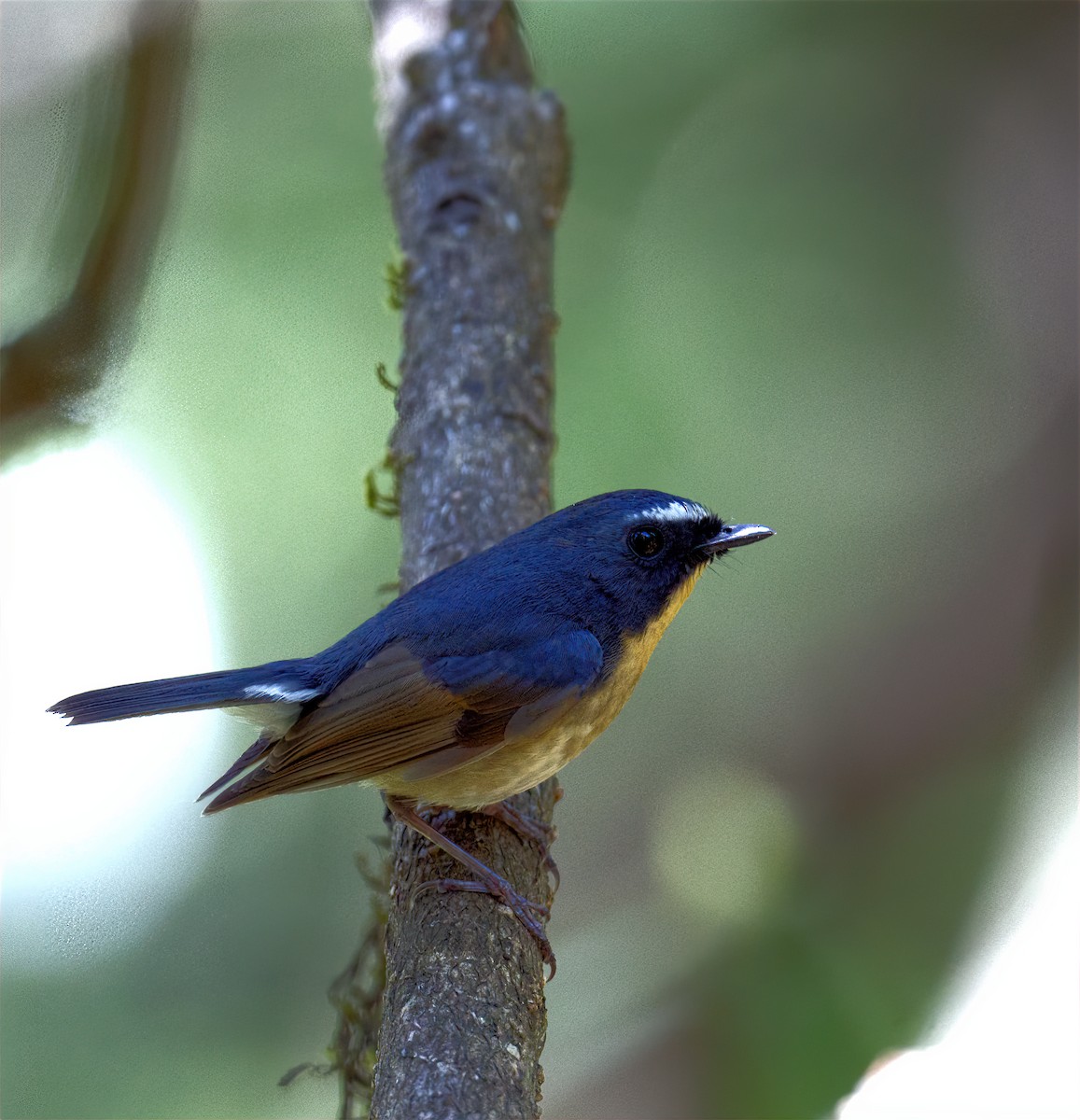 Snowy-browed Flycatcher - ML568126571