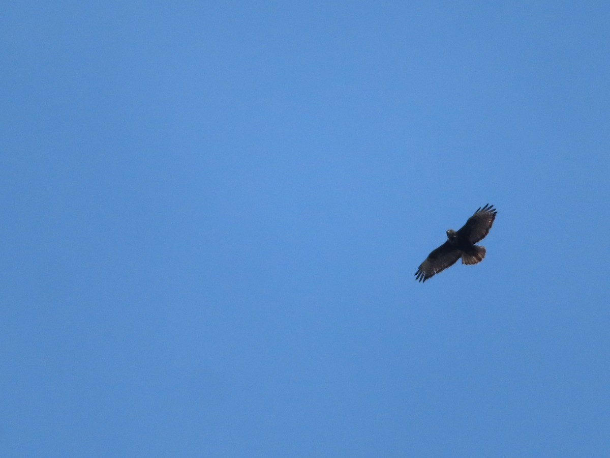 Red-tailed Hawk (Harlan's) - ML568126621