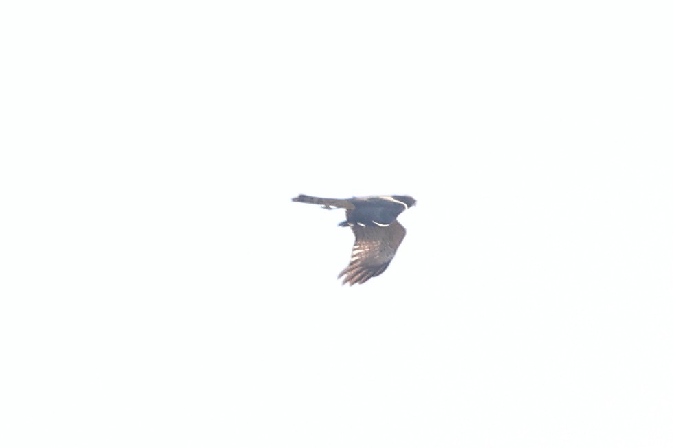 Spotted Harrier - Pablo Silber