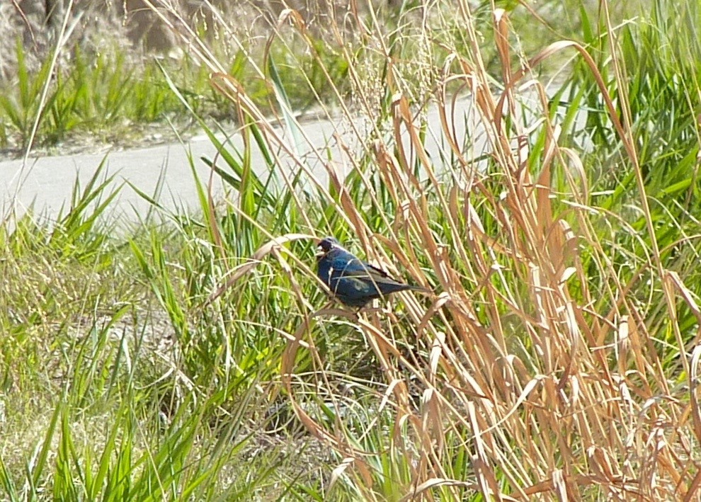Indigo Bunting - ML56812751