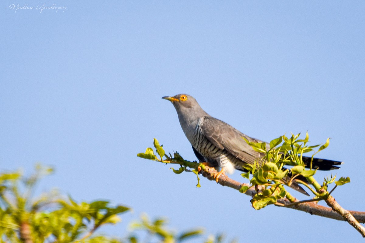 Common Cuckoo - Madhur Upadhyay
