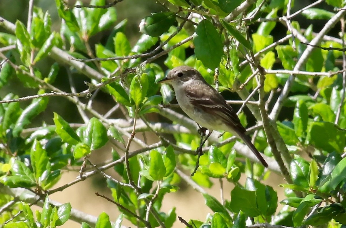 Gray Flycatcher - ML568129731