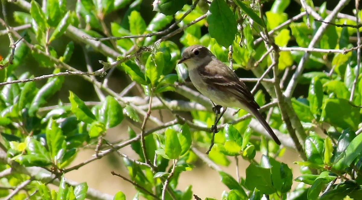 Gray Flycatcher - ML568129761