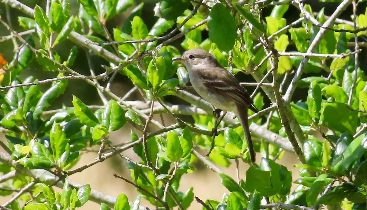 Gray Flycatcher - ML568129791