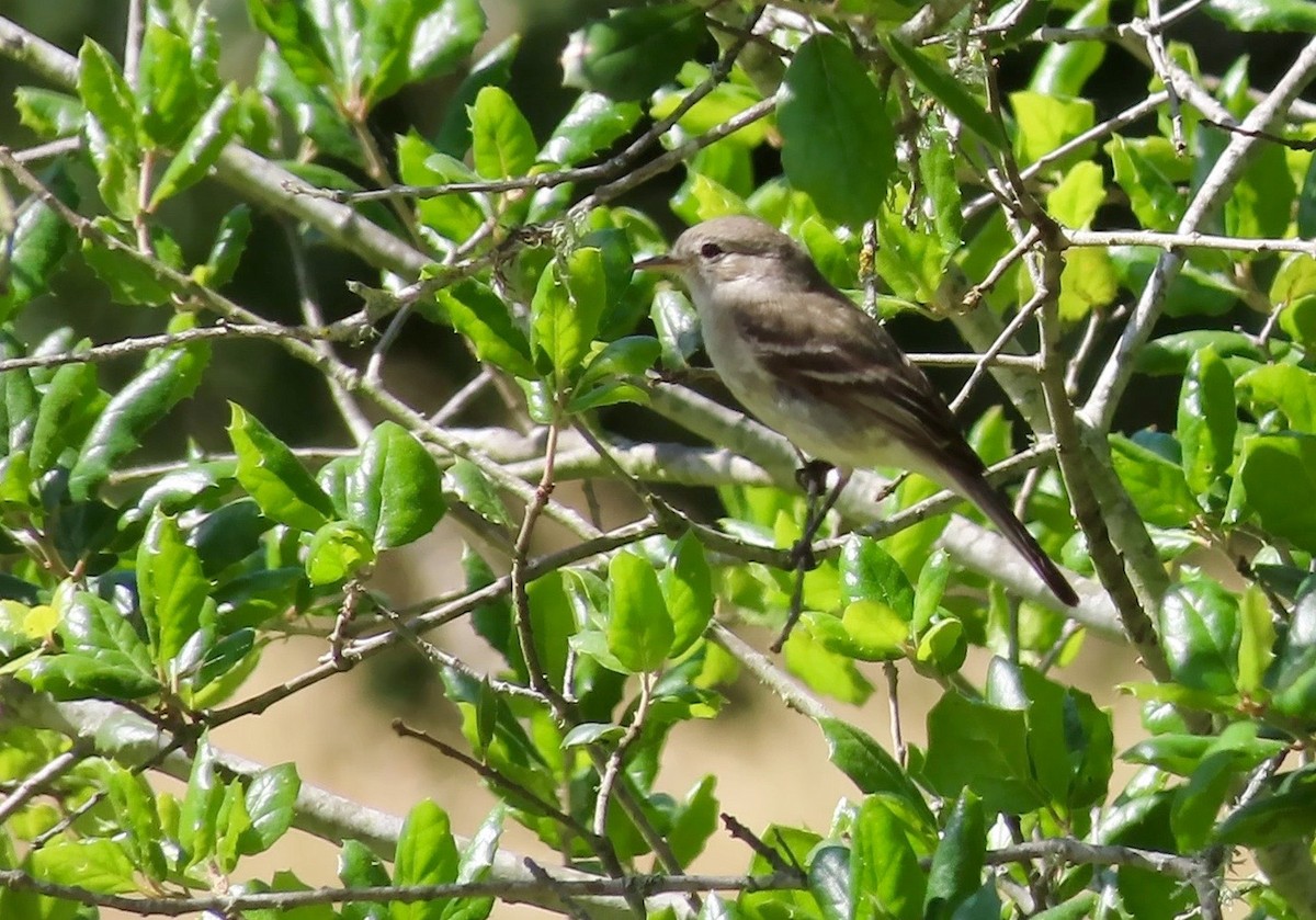 Gray Flycatcher - ML568129861