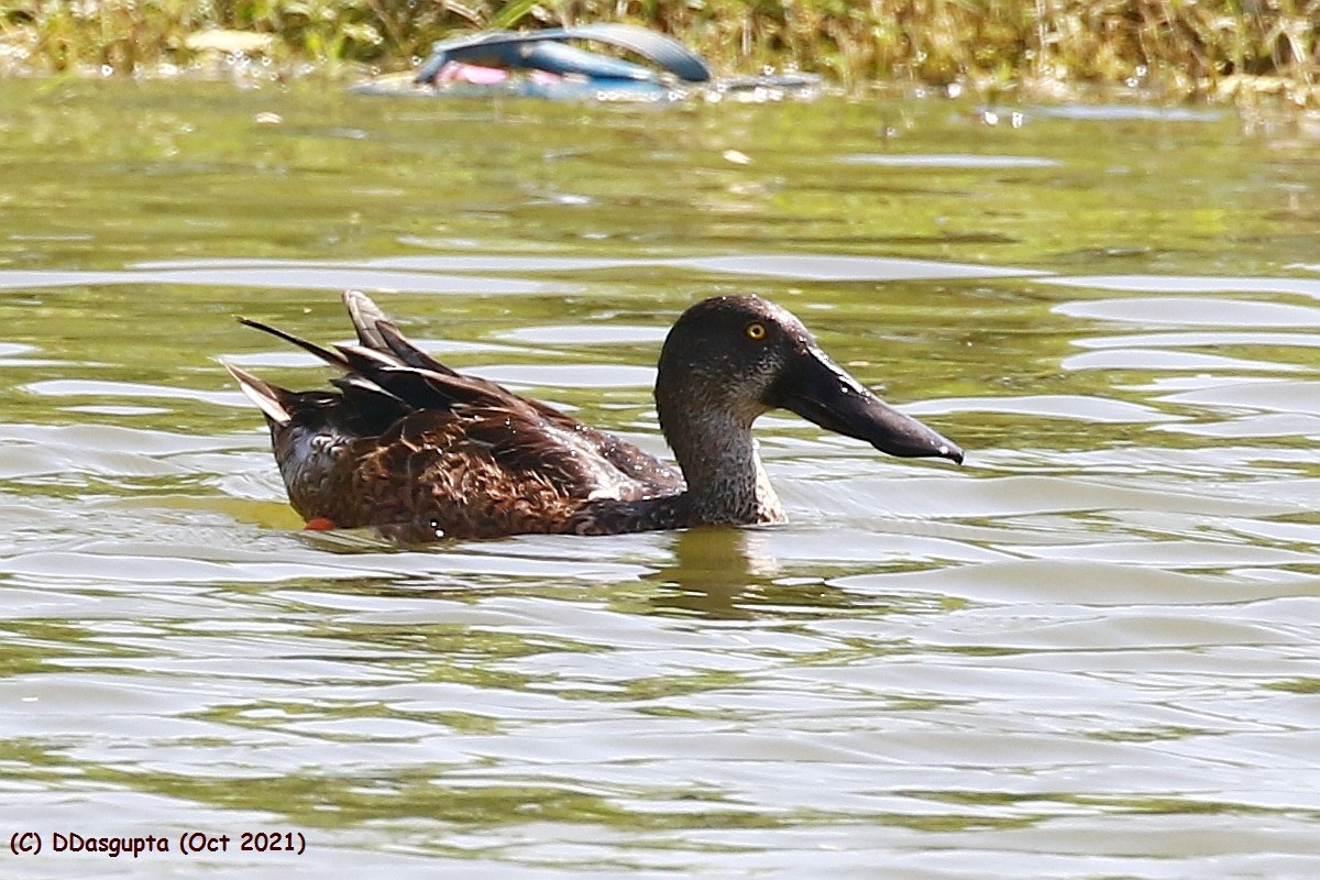 Northern Shoveler - ML568130501