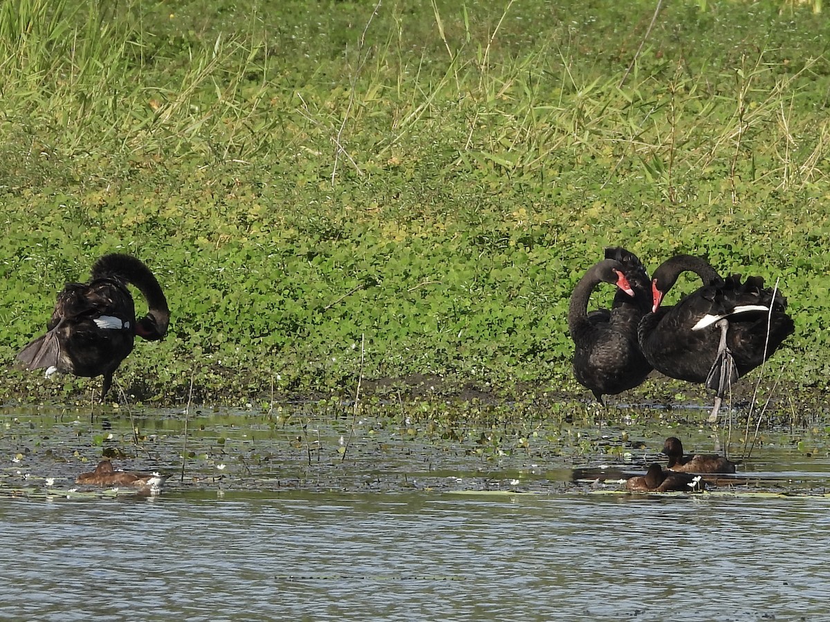 Black Swan - ML568130851