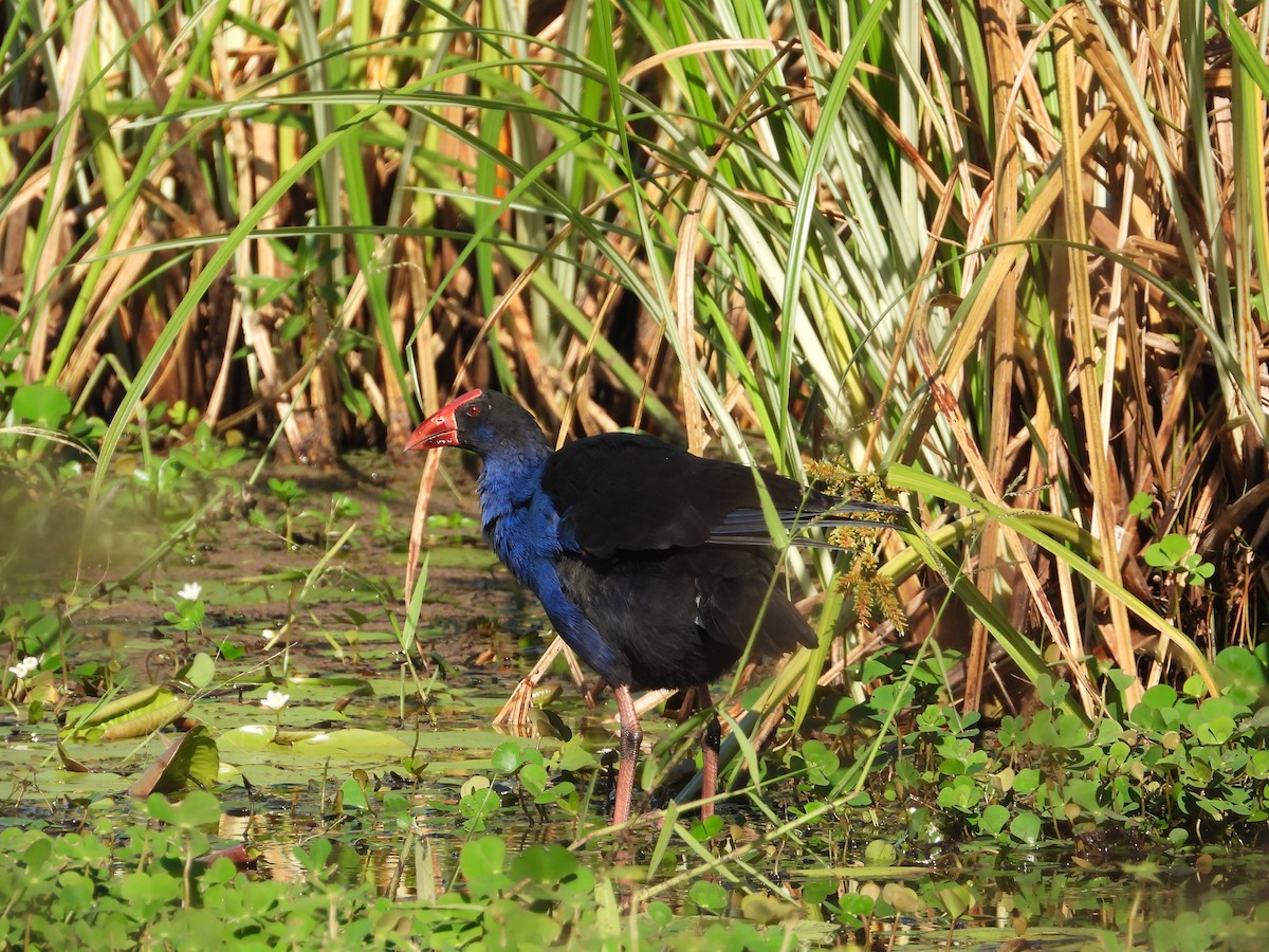 Australasian Swamphen - ML568131011