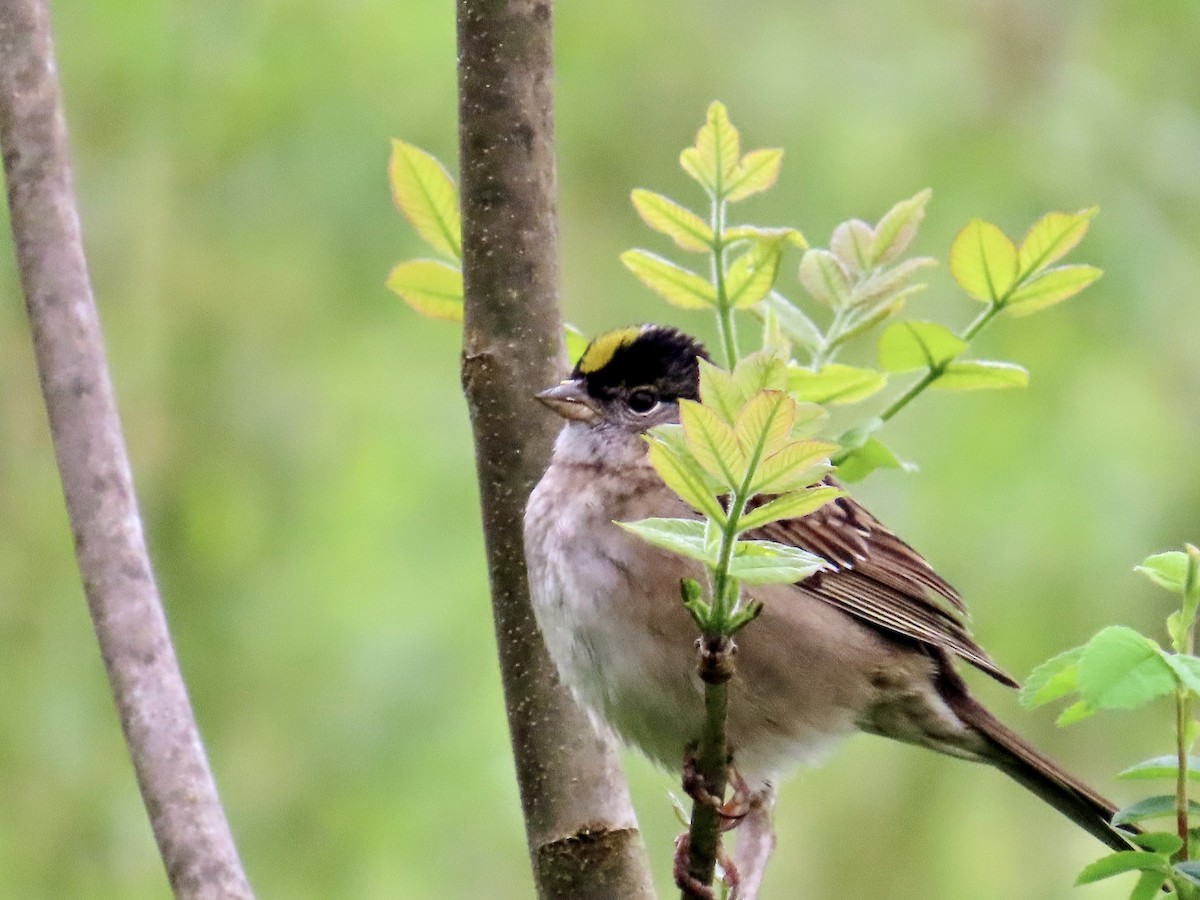 Golden-crowned Sparrow - Dan Mottern