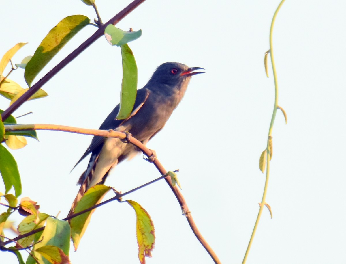 Gray-bellied Cuckoo - ML568131691