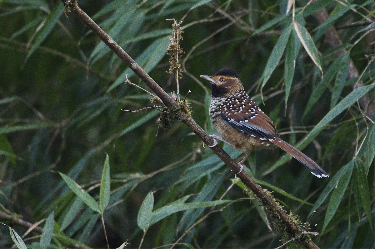 Spotted Laughingthrush - ML568132211